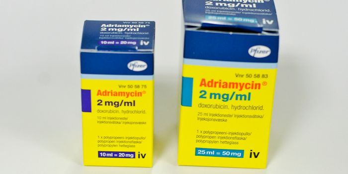 Doxorubicin Causes Heart Toxicity by Immune System Disruption