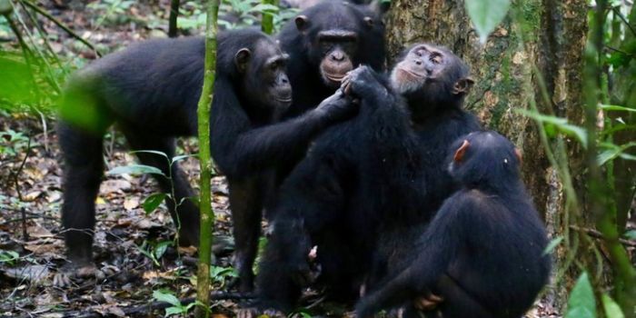 Like Humans, Chimpanzees Share Food with Their Closest Peers