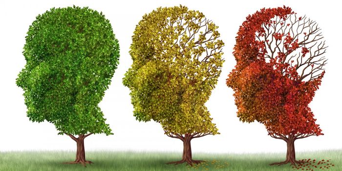 Scripps Florida Scientists Uncover Potential Driver of Age- and Alzheimer's-Related Memory Loss