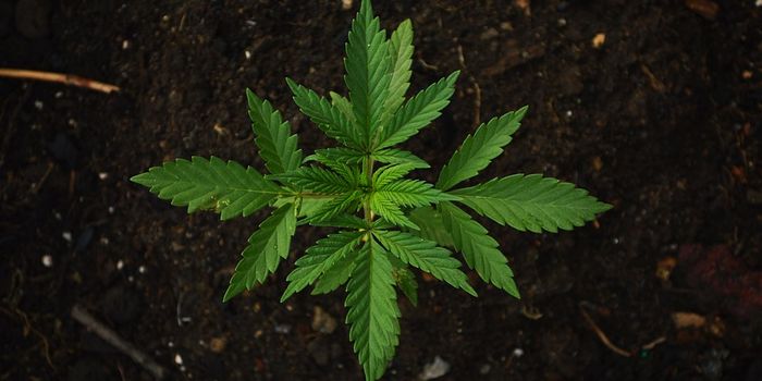 CBD as a potential antipsychotic drug