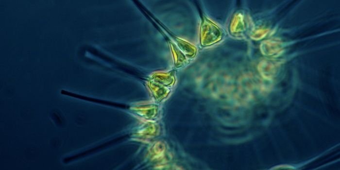 Plankton are Under Critical Threat From Ocean Acidification