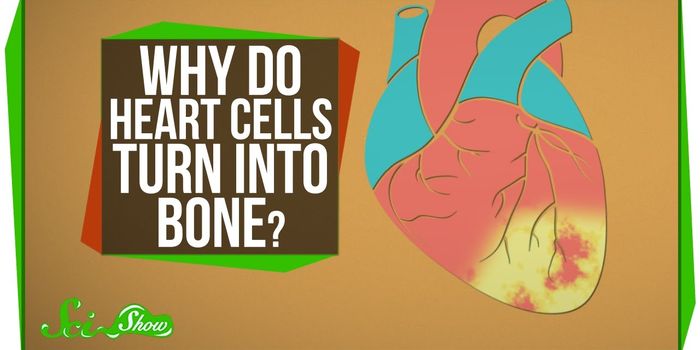 How the Heart Hardens, Biologically