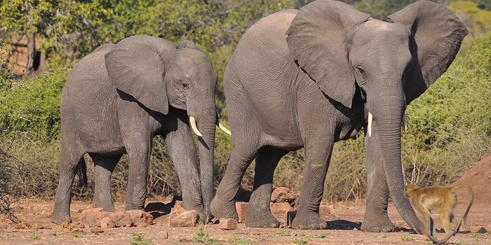 Warsaw Zoo Testing CBD to Manage Elephants' Stress