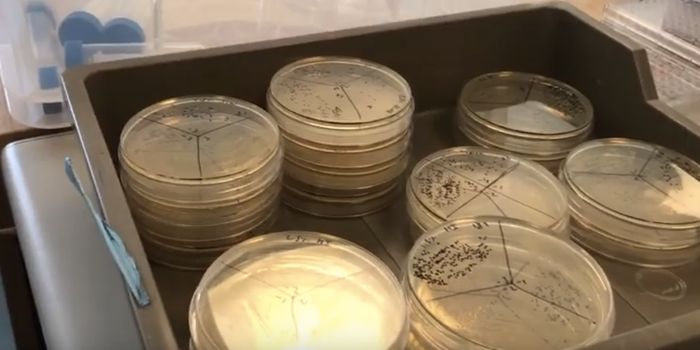 Cigarette Smoke can Increase the Pathogenicity of Microbes