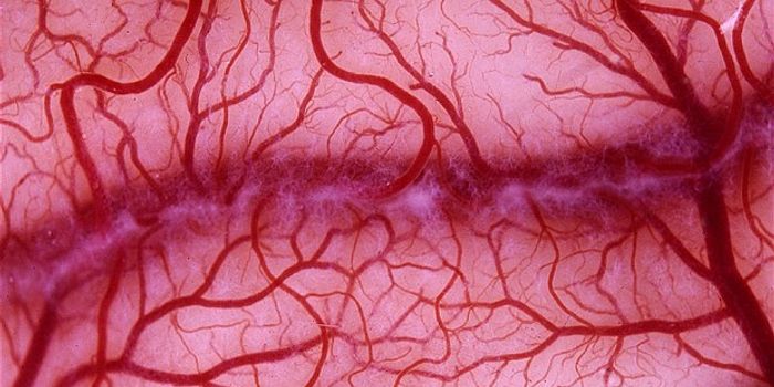 3D Printed Vessels Successfully Implanted into Monkeys