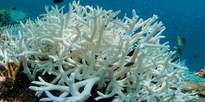 The Coral Microbiome - a Sentinel of Coral Health
