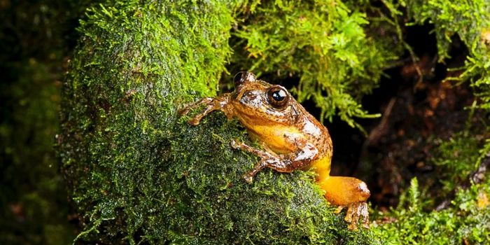 Species of Tree Frog Thought to be Extinct Has Been Rediscovered