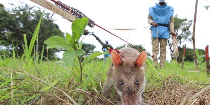 The Giant Rats that Save Lives