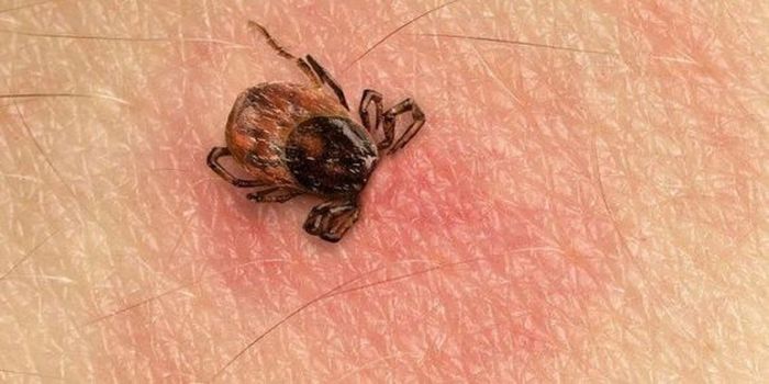 Tick-Borne Diseases Are Rapidly Rising in the U.S.