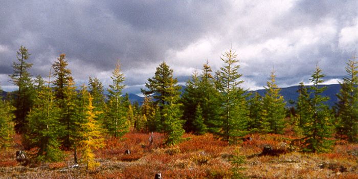 The northernmost trees on Earth are growing faster than ever