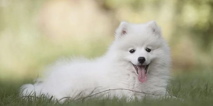 How Dog Genomics Can Teach Us More About Human Health