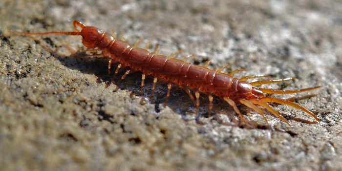 Walking and Slithering Share Common Characteristics