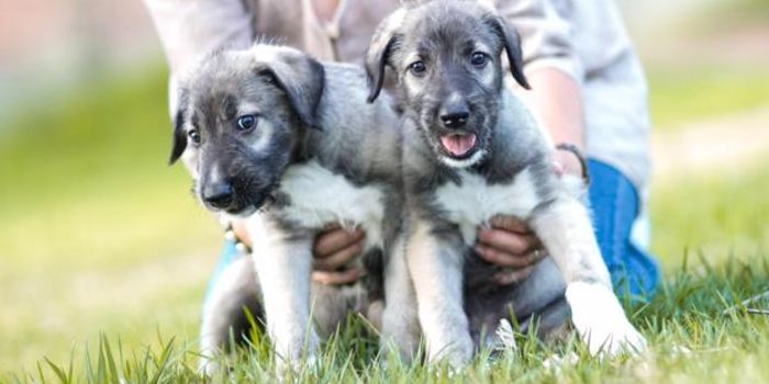 These Are the World's First Confirmed Identical Twin Puppies