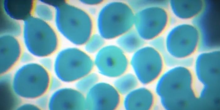 Upending Dogma, Organs Found to be a Mix of Young and Old Cells