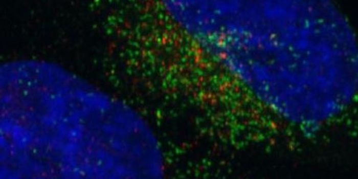 Gene Fusion can Increase Likelihood of Cancer