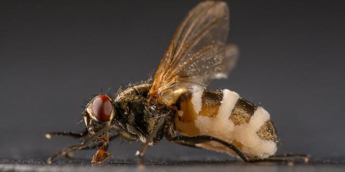 Cracking the Code of a Fungus That Causes Bizarre Fly Behavior
