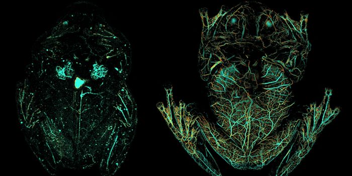 To Be Transparent, Glassfrogs Hide Blood in Their Liver