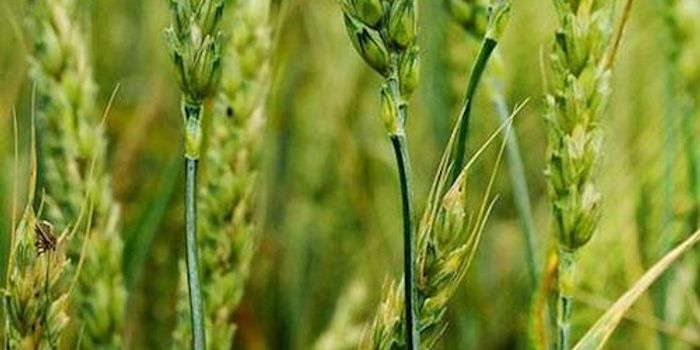 RNA-interfering Vaccine can Protect Plants From Pests