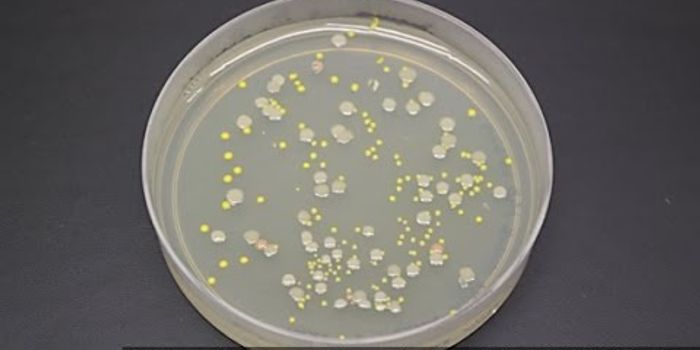 Thousands Of Species Found In Lake Under Antarctic Ice