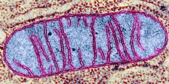 How Bacteria Became Mitochondria
