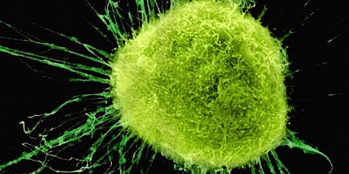 Cancer Study In Mice Brings Hope For Human Patients