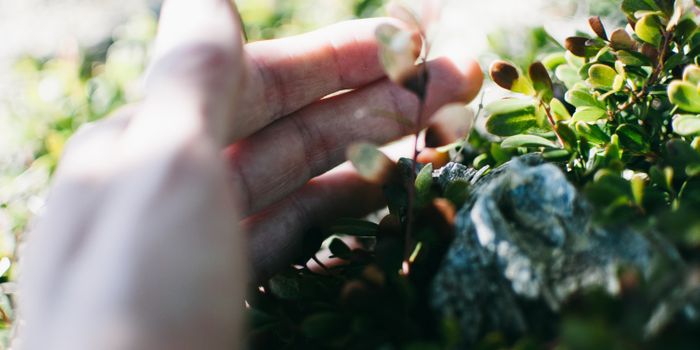 Psychedelics Linked to Stronger Connection to Nature