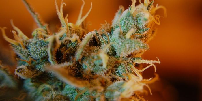 Should Cannabis Doses Be Standardized?