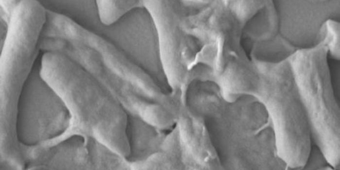 New Material Developed That Quickly Kills E.coli