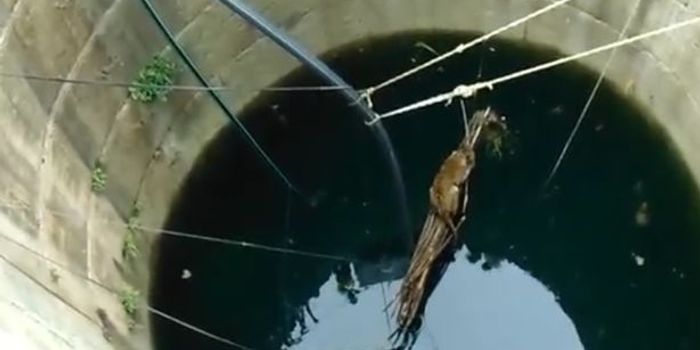 This Leopard Would Have Drowned if Locals Didn't Save it