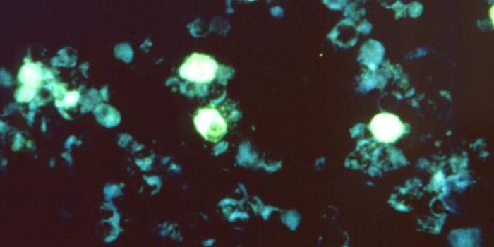 Gene Variants Influence Long-Term Illness Risk After Viral Infection