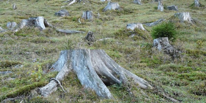 In 10 Years, Brazilian Amazon Emitted More Carbon Than it Absorbed