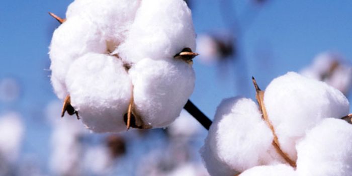 Cotton pest has a sweet tooth