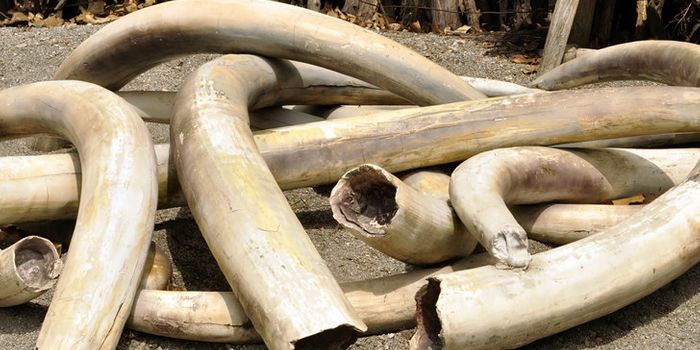 Anti-poaching Efforts in Africa May Be Paying Off