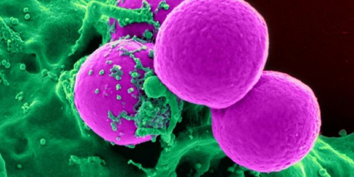 Scientists Train Immune Cells to Gobble Up Cancer