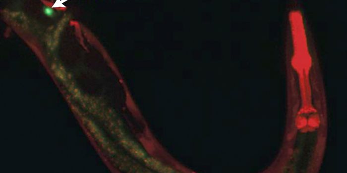 Neurons "Borrow" Serotonin From Each Other to Drive Different Behaviors Across Time