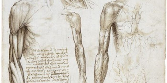 Is the Gallbladder an Expendable Organ?