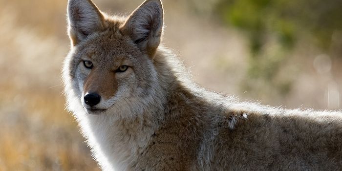 Research Illustrates Coyote Expansion Across North America