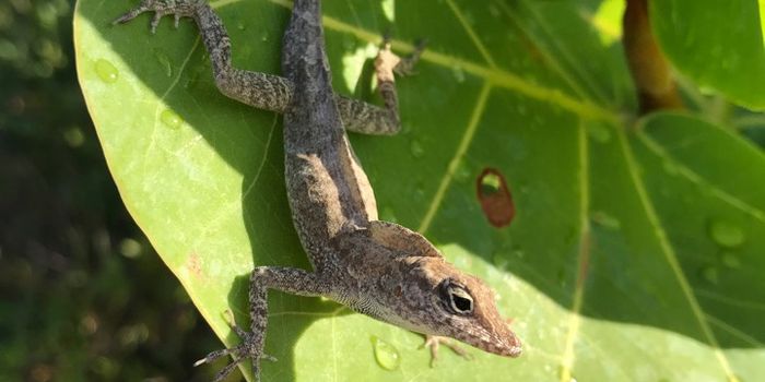 Do Lizards Respond to Hurricanes With Rapid Natural Selection?