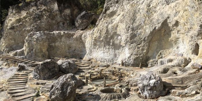 Plant-Eating Microbes Expand the Tree of Life