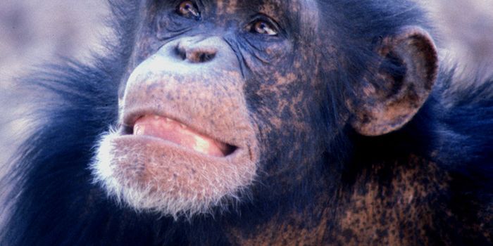 Court Considers Human Rights for Chimpanzees