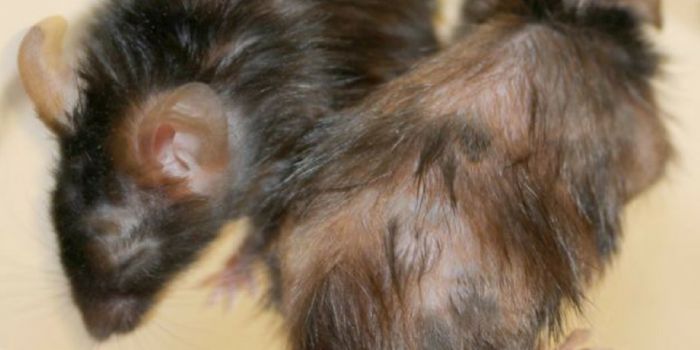Scientists 'Reverse' Signs of Aging in Mice