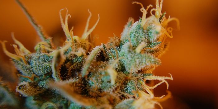 Study Conducts Comprehensive Profiling of Illegal Cannabis