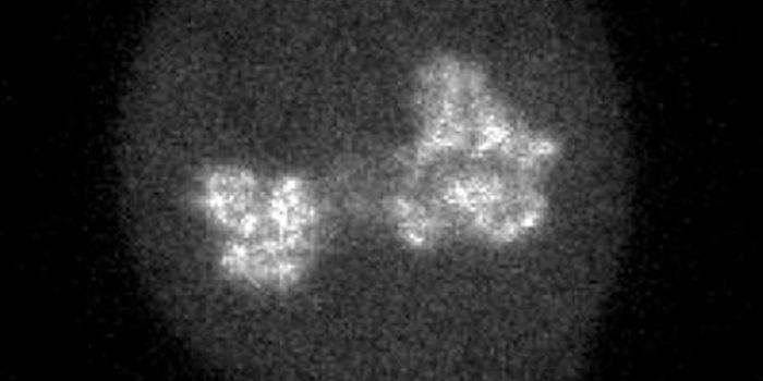 How Transcription Factors Find Their Target Sites