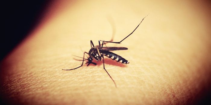 New Drug Blocks Critical Step in Malaria Life Cycle