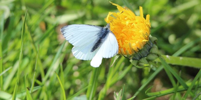 Urbanization is Hurting Butterfly Populations, Study Finds
