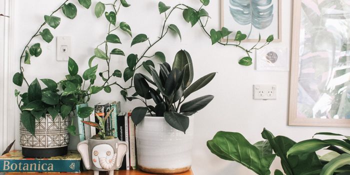 Computational Tools Reveal Differences Between C3 and C4 Plants