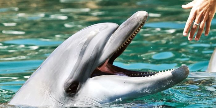 New microbes from odd places reshape tree of life