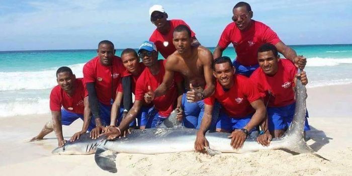Shark Dies After Being Dragged From the Water by Beach-Goers for a Photo