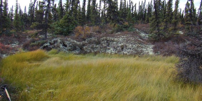 Scientists Reveal a Large & Ignored Source of Methane