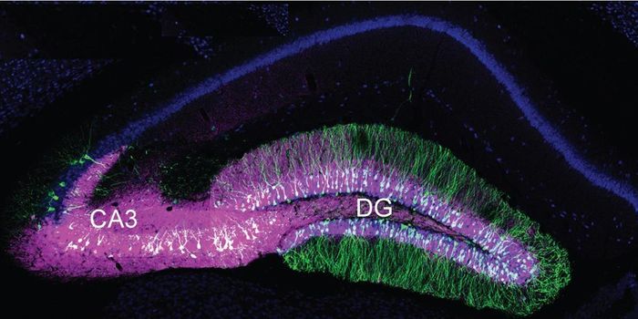 Editing Genes in the Brain with CRISPR/Cas9